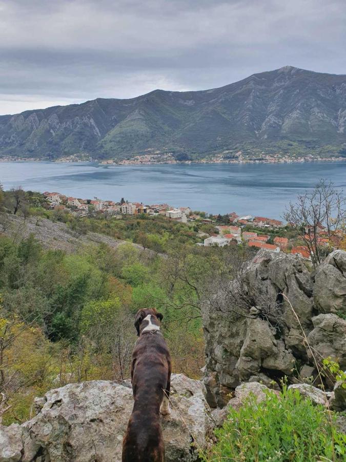 Home Of Laurel Котор Екстер'єр фото